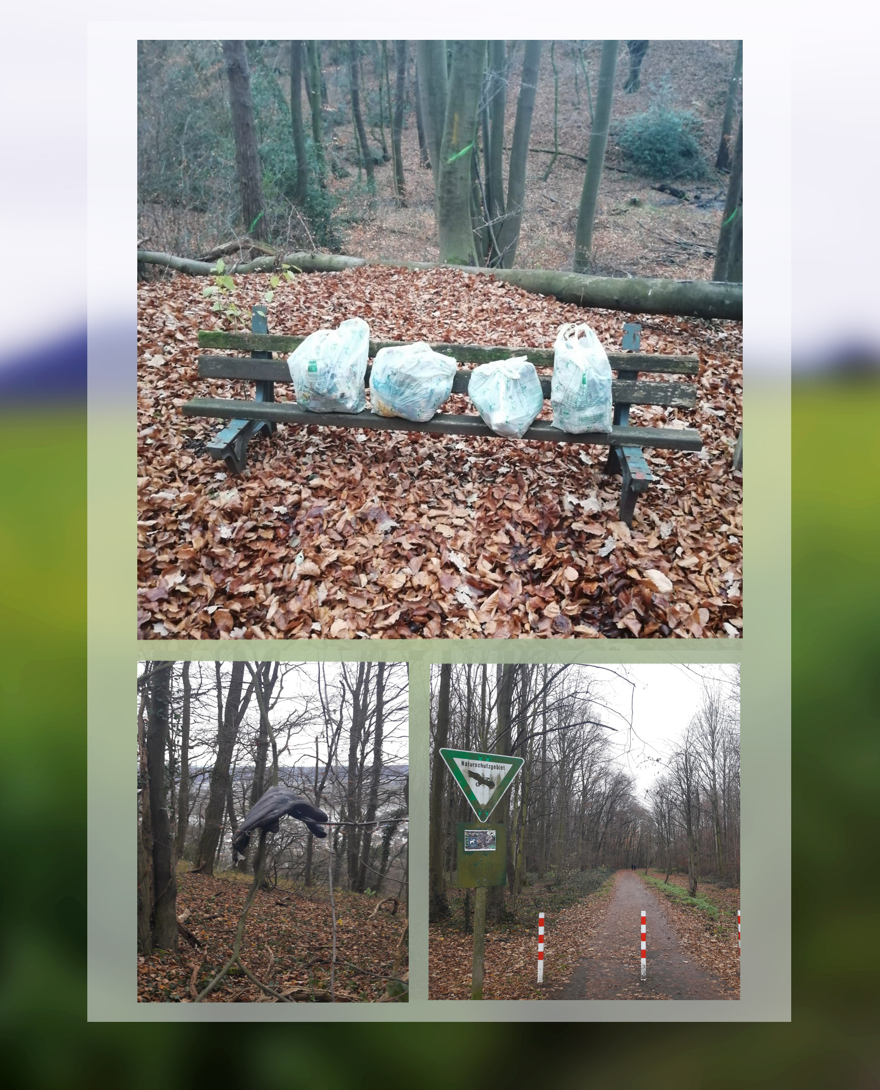 Ergebnis der Sammeltour im Siebengebirge